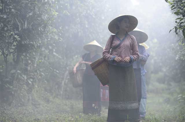 云南龙润茶业