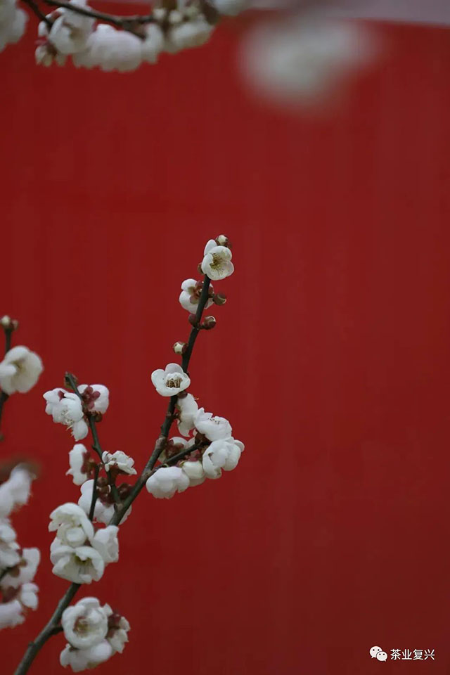 茶业复兴新年游园茶会