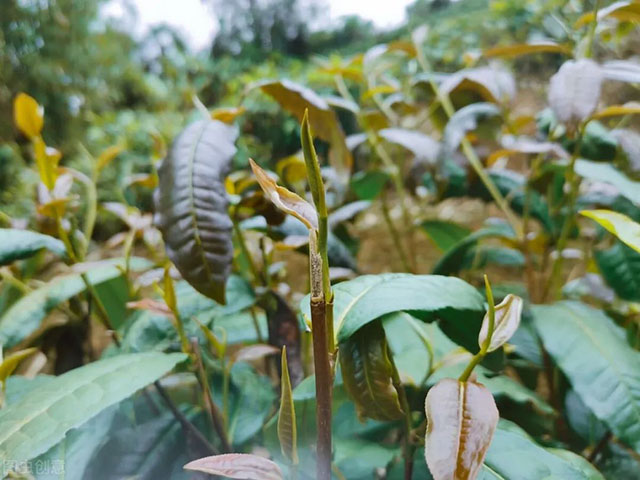 荣瑞祥普洱茶