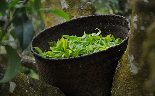 荣瑞祥普洱茶