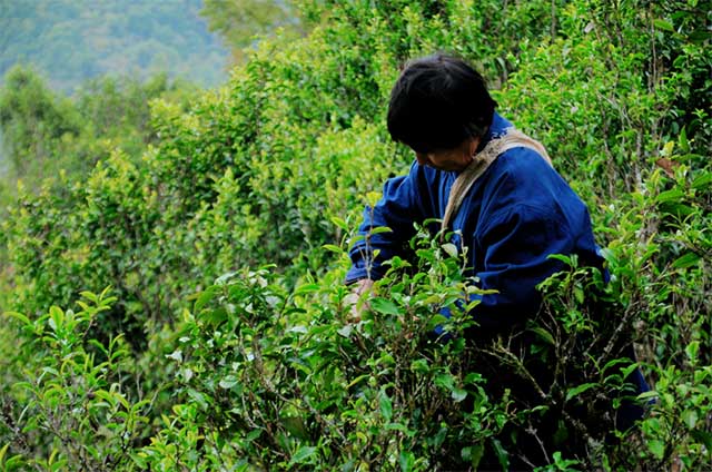 荣瑞祥普洱茶