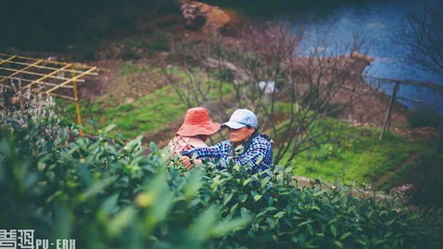 普洱杂志