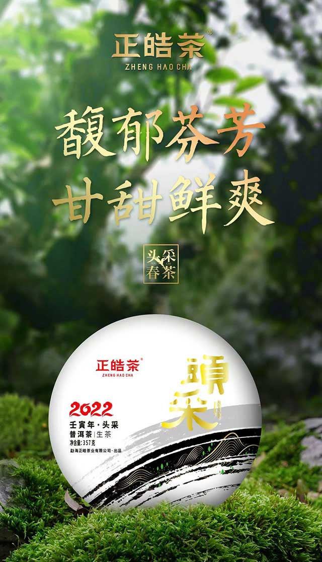 正皓茶2022年头采