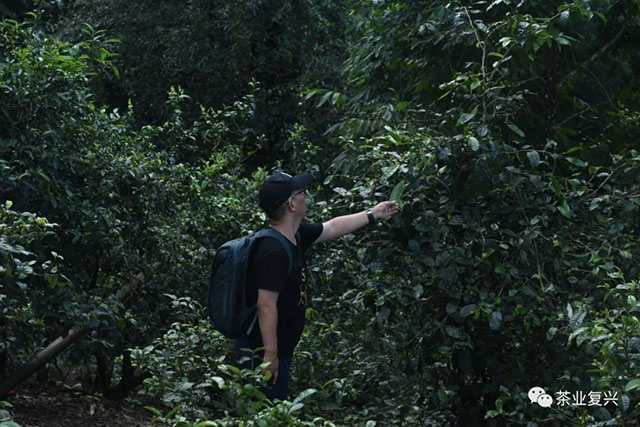 绿书周重林的茶世界