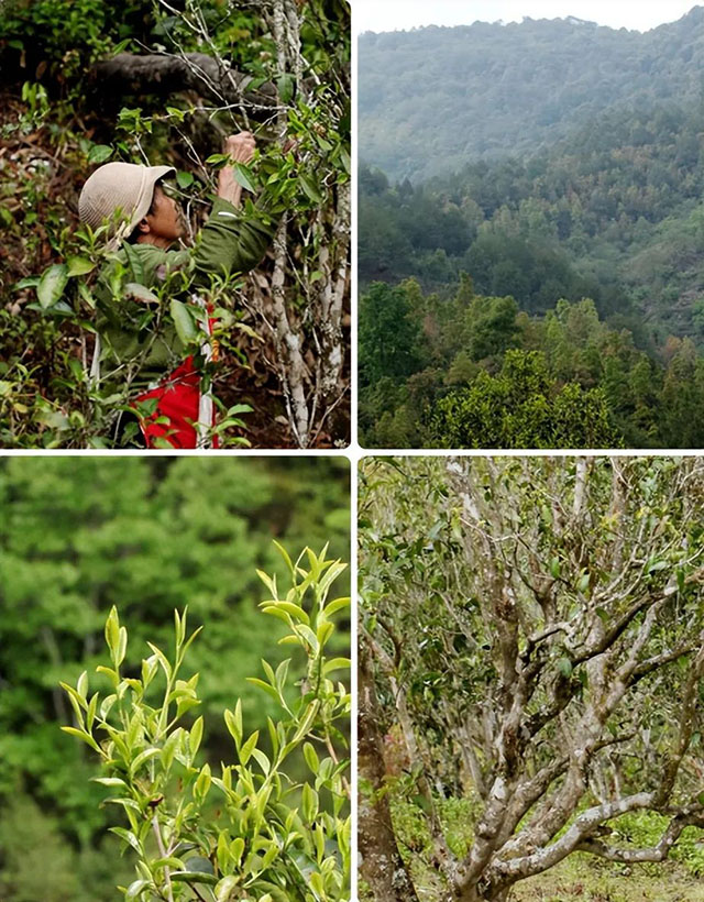 荣瑞祥自有茶园基地南板古茶园