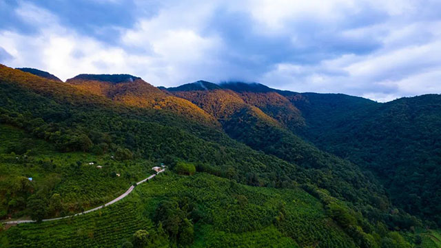 八角亭锦绣云茶普洱茶