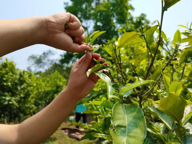 八角亭锦绣云茶普洱茶