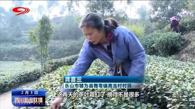2023年海南五指山早春茶开采节在五指山水满乡举办