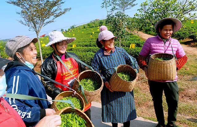 茶农手捧春茶笑开颜