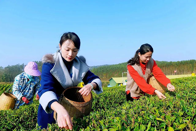 返乡大学生志愿者在采摘新茶芽