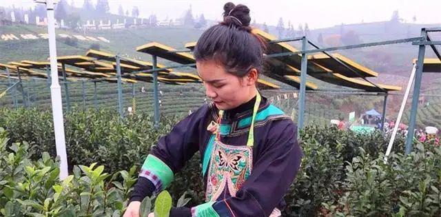 普安县茶源街道的茶山上采茶女在采摘新芽