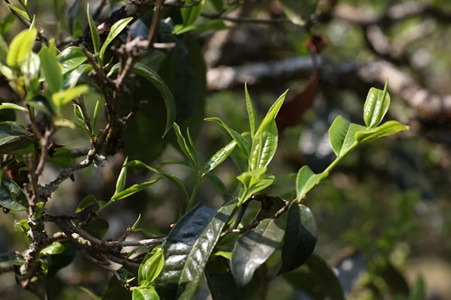 云南省古茶树保护条例