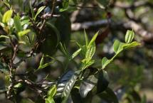 《云南省古茶树保护条例》将于2023年3月1日起施行