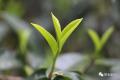 周重林：茶心惟微，却晶莹可饮