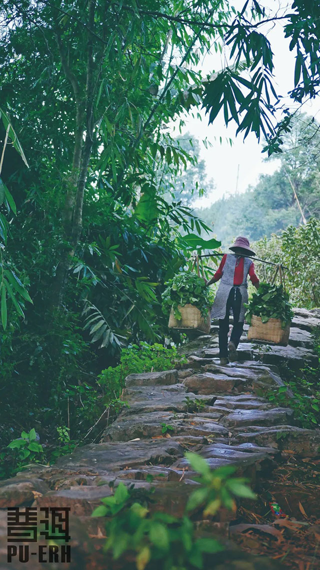 宁洱困鹿山茶