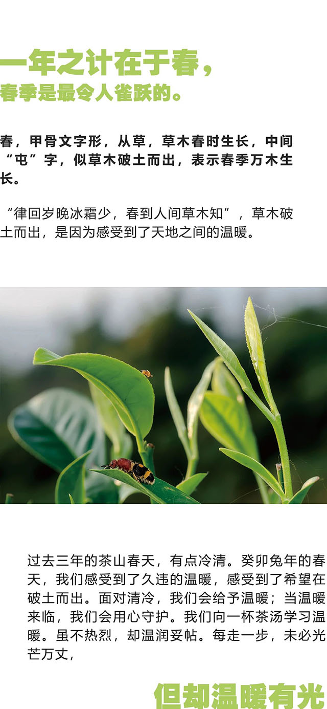 福元昌古树普洱茶