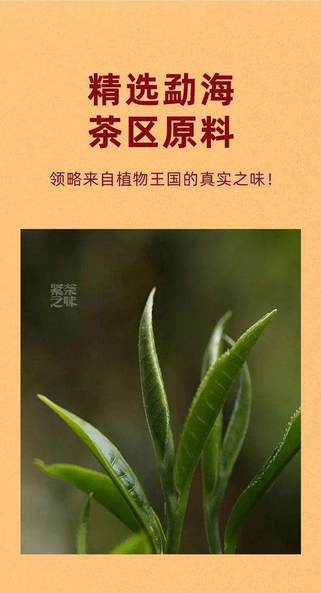 老同志2013年紧茶之味普洱茶品质特点