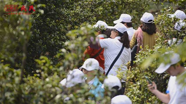 勐库戎氏冰岛茶山行