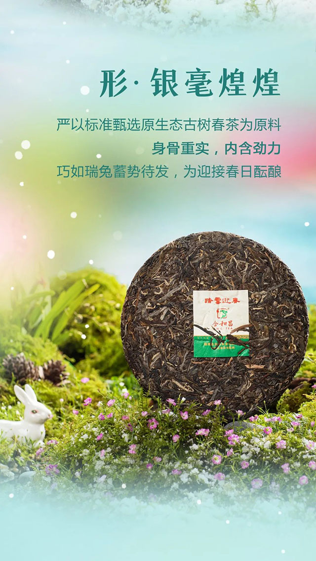 合和昌癸卯生肖纪念茶踏雪迎春普洱茶品质特点