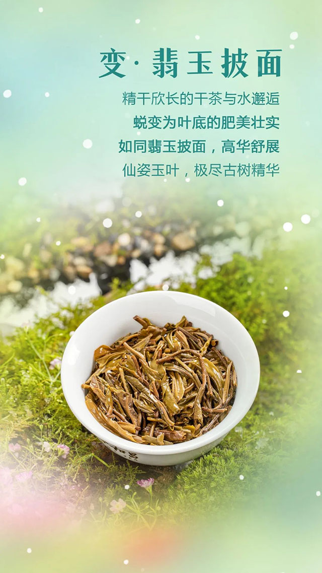 合和昌癸卯生肖纪念茶踏雪迎春普洱茶品质特点