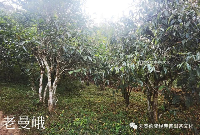 天威德成2023年茶山巡行快讯之布朗春早