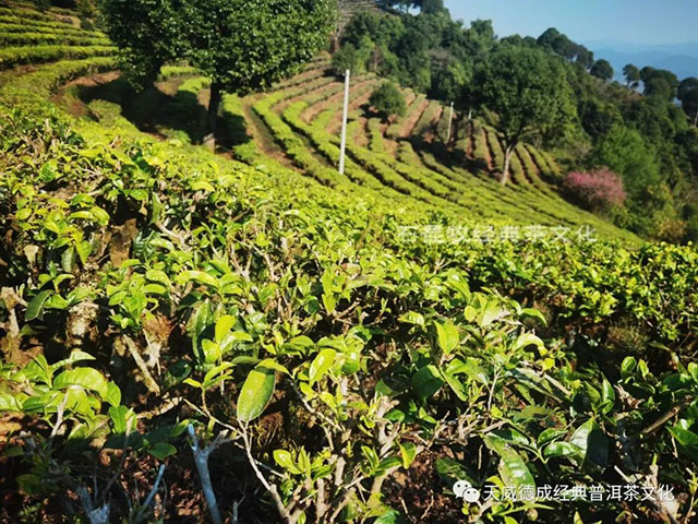 天威德成2023年茶山巡行快讯之布朗春早