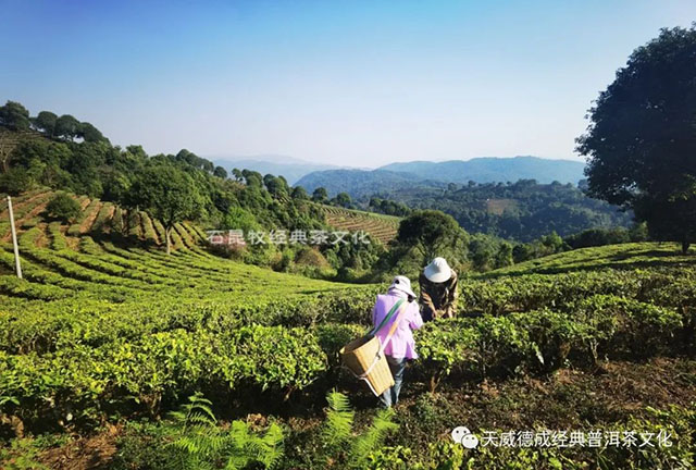 天威德成2023年茶山巡行快讯之布朗春早