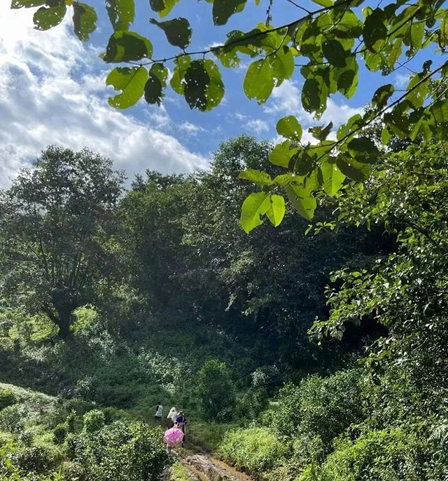 昌泰普洱茶山行