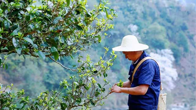 中吉号易武普洱茶