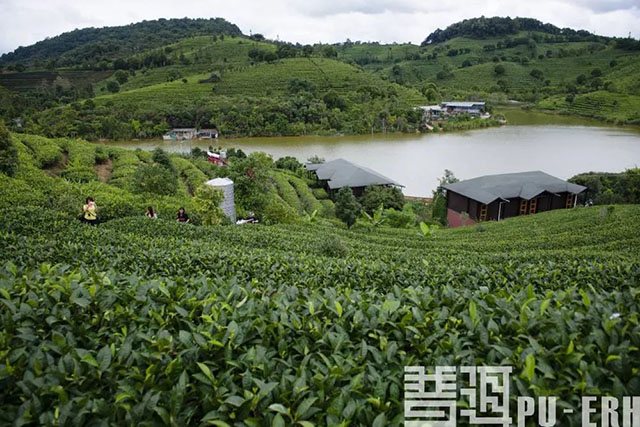 刘仲华院士谈普洱茶产业发展的巨大空间与建议