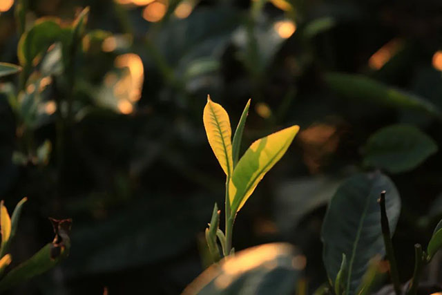 龙润茶玫瑰红