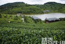 刘仲华院士谈普洱茶产业发展的巨大空间与建议