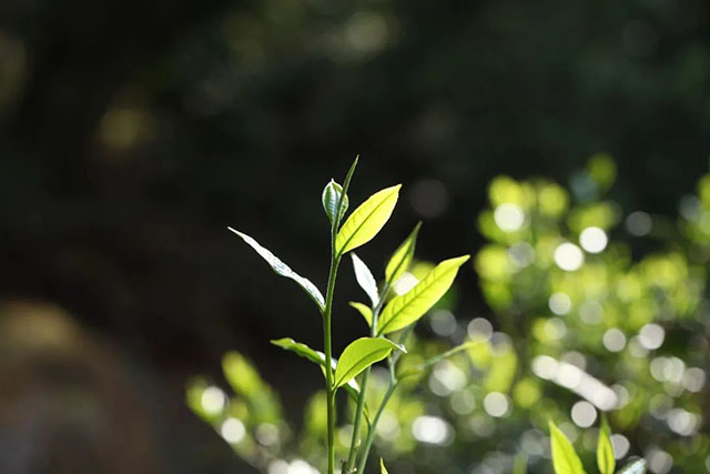 临沧茶区