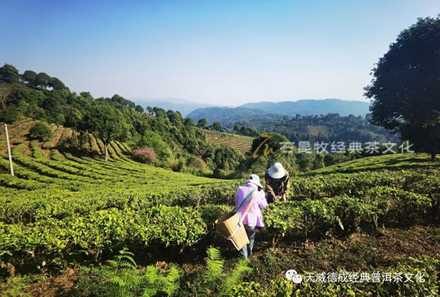 台地茶