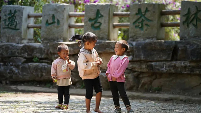 云柯庄园春季景迈山研学茶旅