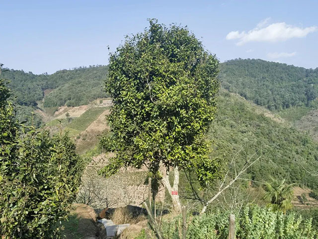 楚雄如达地古茶山