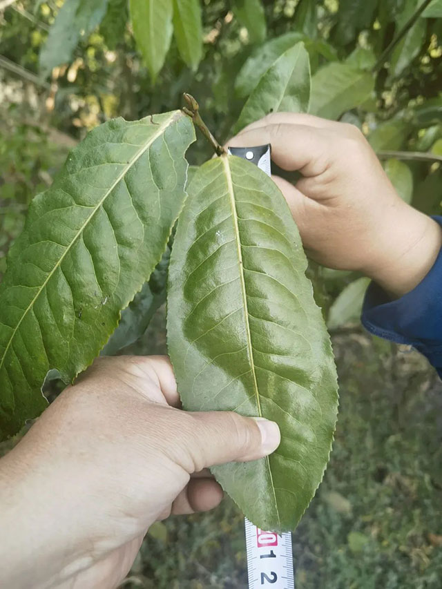 楚雄如达地古茶山