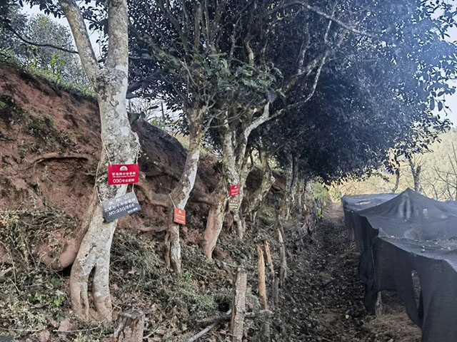 楚雄如达地古茶山