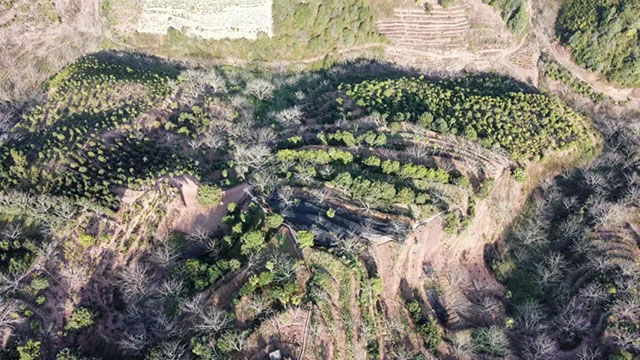 楚雄如达地古茶山