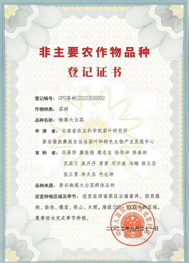 秧塔大白茶