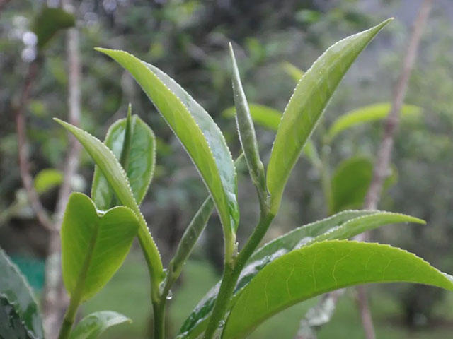 秧塔大白茶