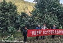 新华国茶：楚雄州有座神秘的如达地古茶山