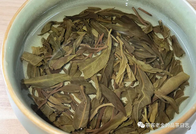 吾茶共饮2022年春山玉兰普洱茶