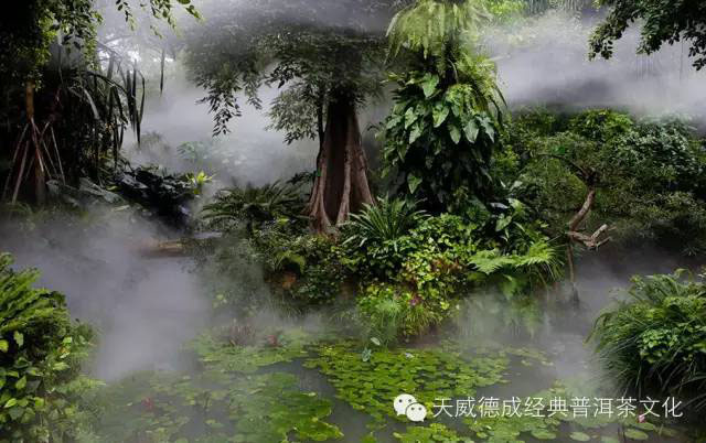 雨水茶饮养生指南