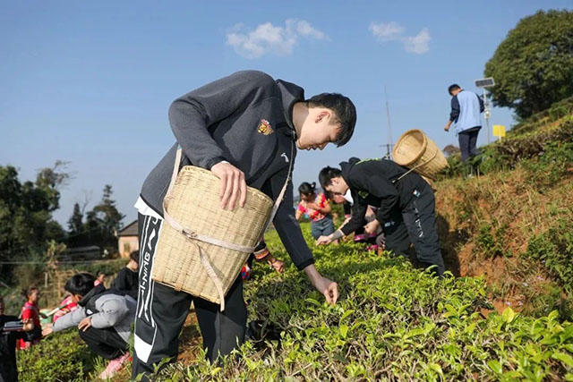 大益春茶开采