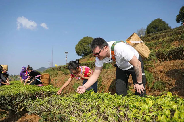 大益春茶开采