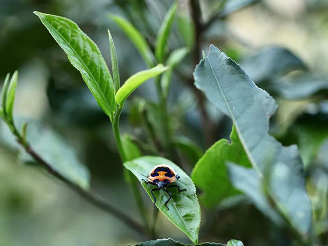 荣瑞祥2023年春茶预售