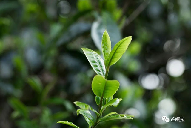 芒嘎拉2022年清珀古树白茶品质特点