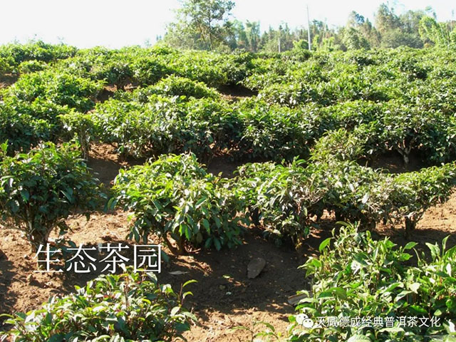 天威德成经典普洱茶文化