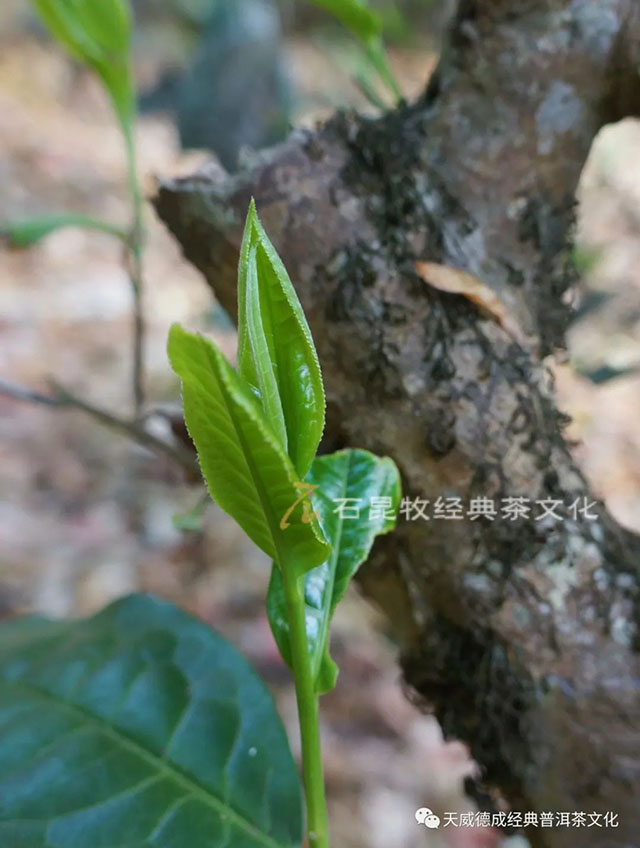 天威德成经典普洱茶文化